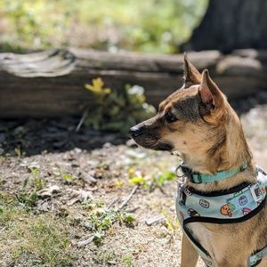 Meet your Posher, Anne